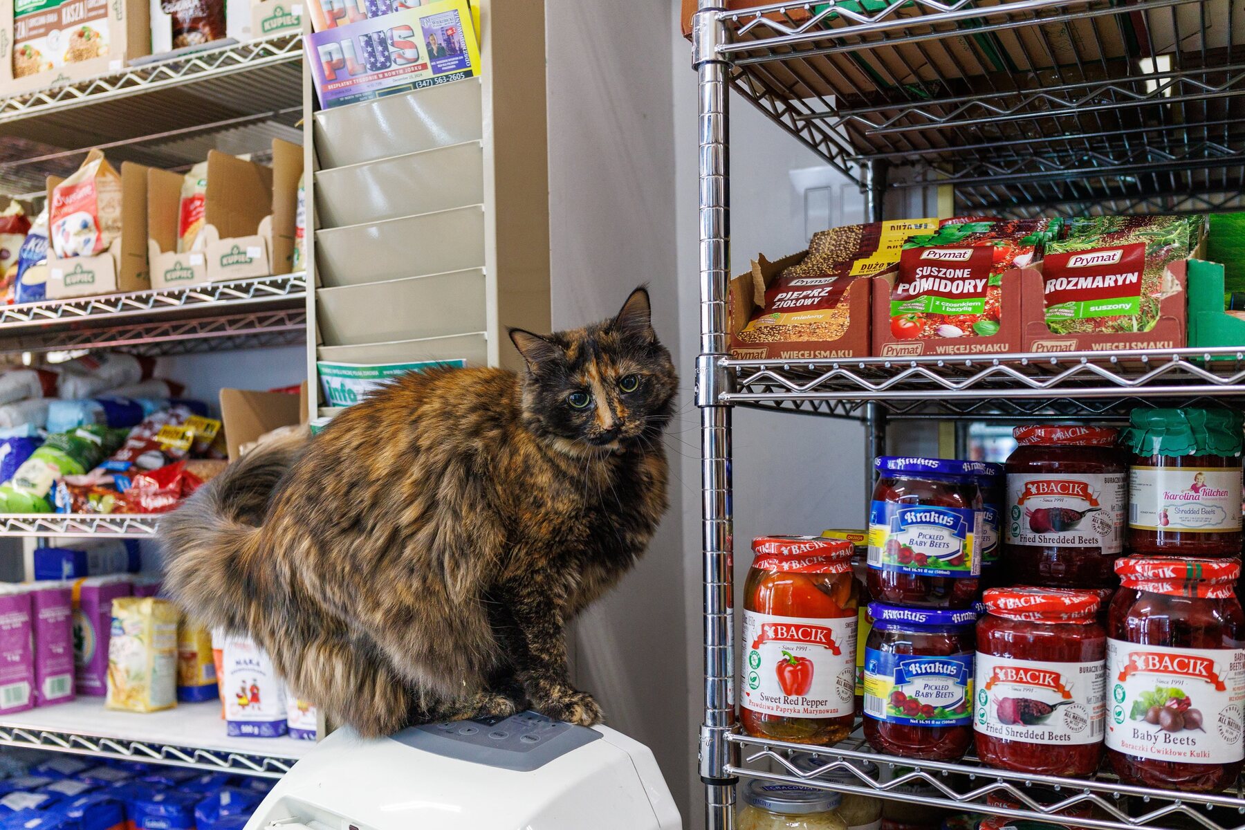 Klara sitting on a shelf beside bodega goods