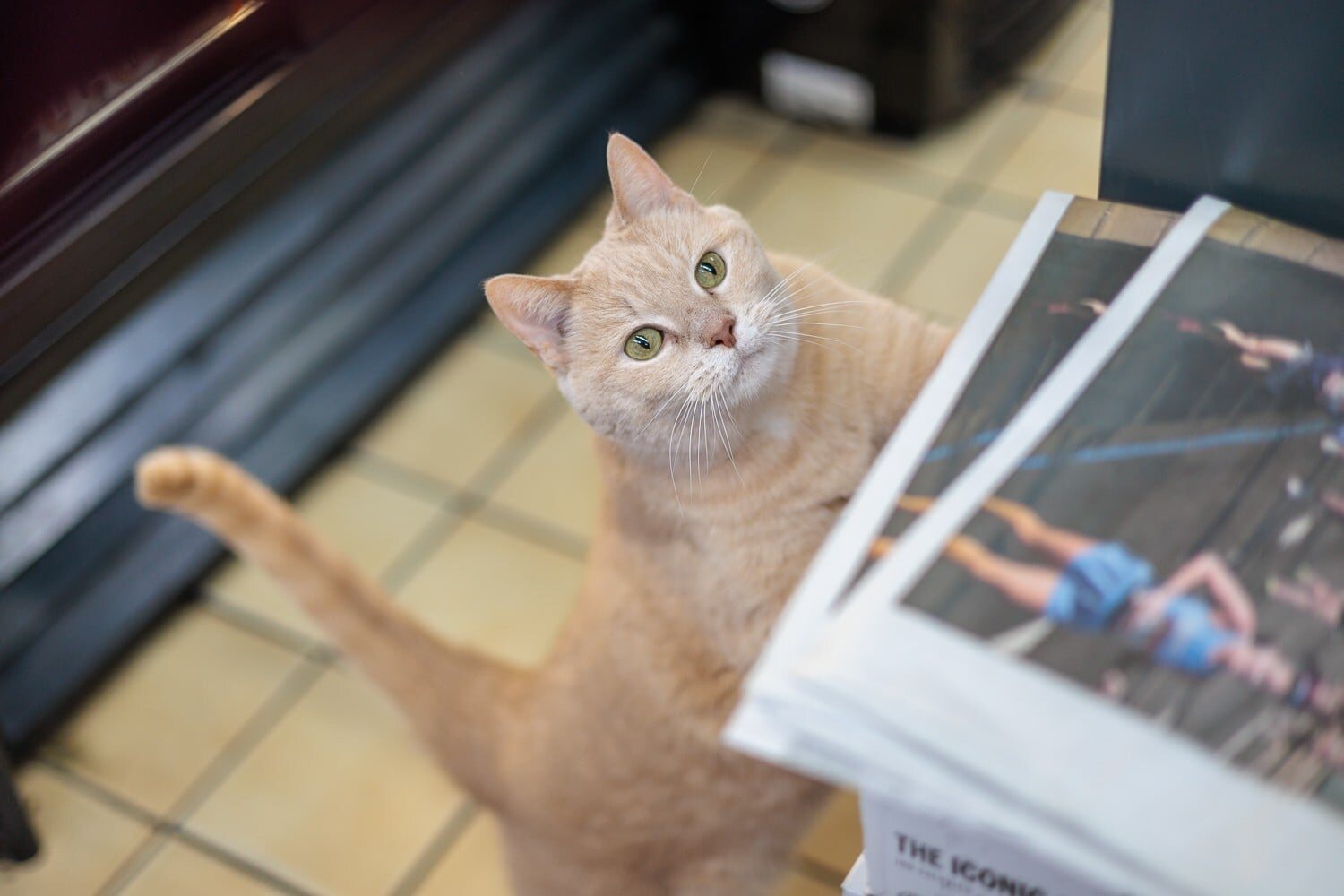 Leena reaching up beside the bodega counter