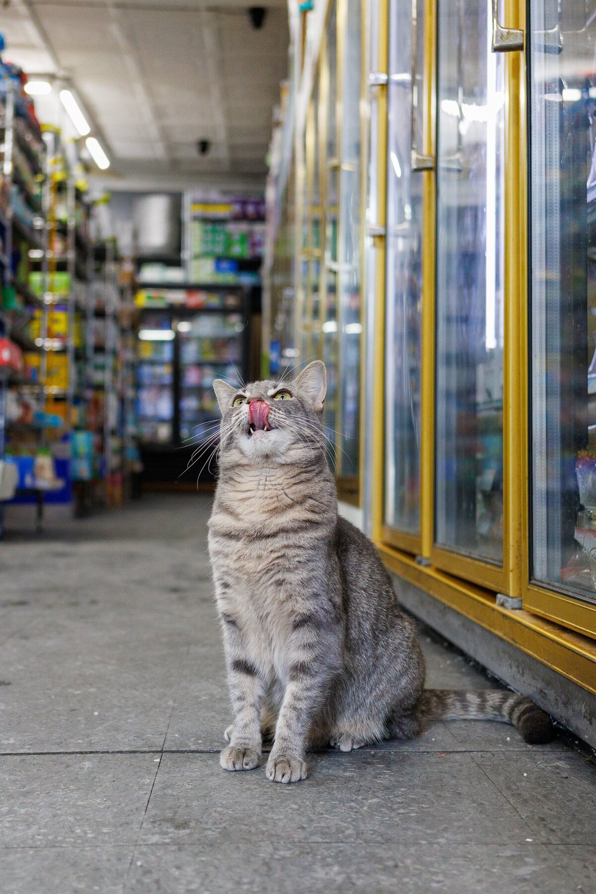 Ashley the gray tabby bodega cat sitting beside the coolers in Williamsburg, Brooklyn