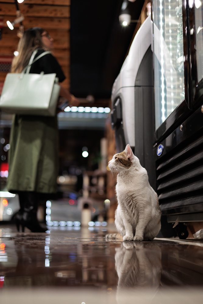 Delilah the bodega cat sitting on the floor watching a customer shop