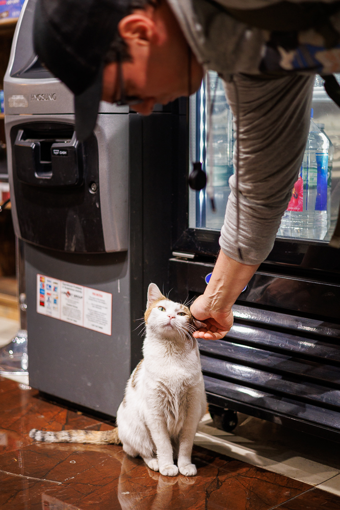 Delilah the bodega cat being petted by the store owner