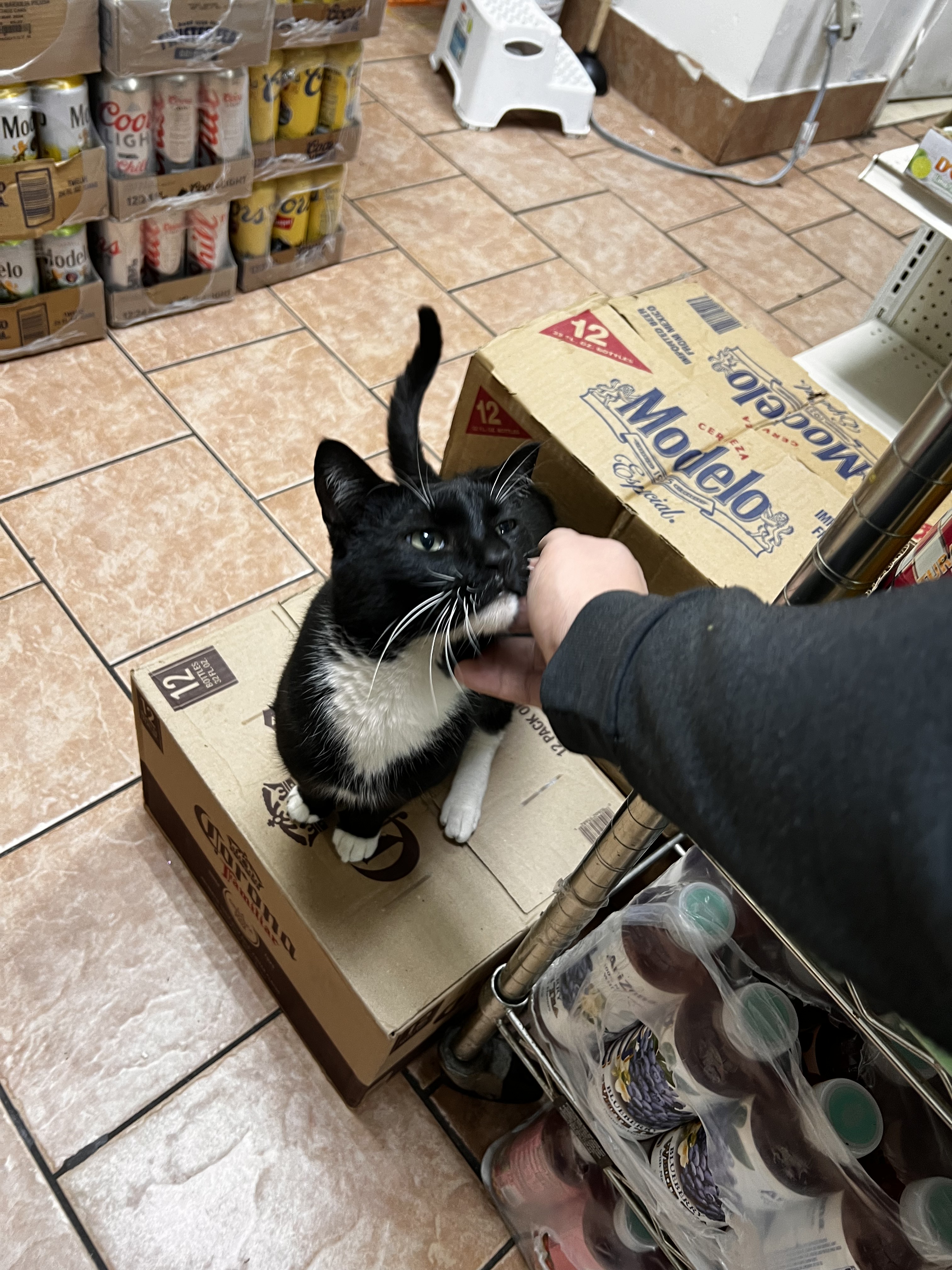 Luna the tuxedo bodega cat sitting on the register in Fort Greene