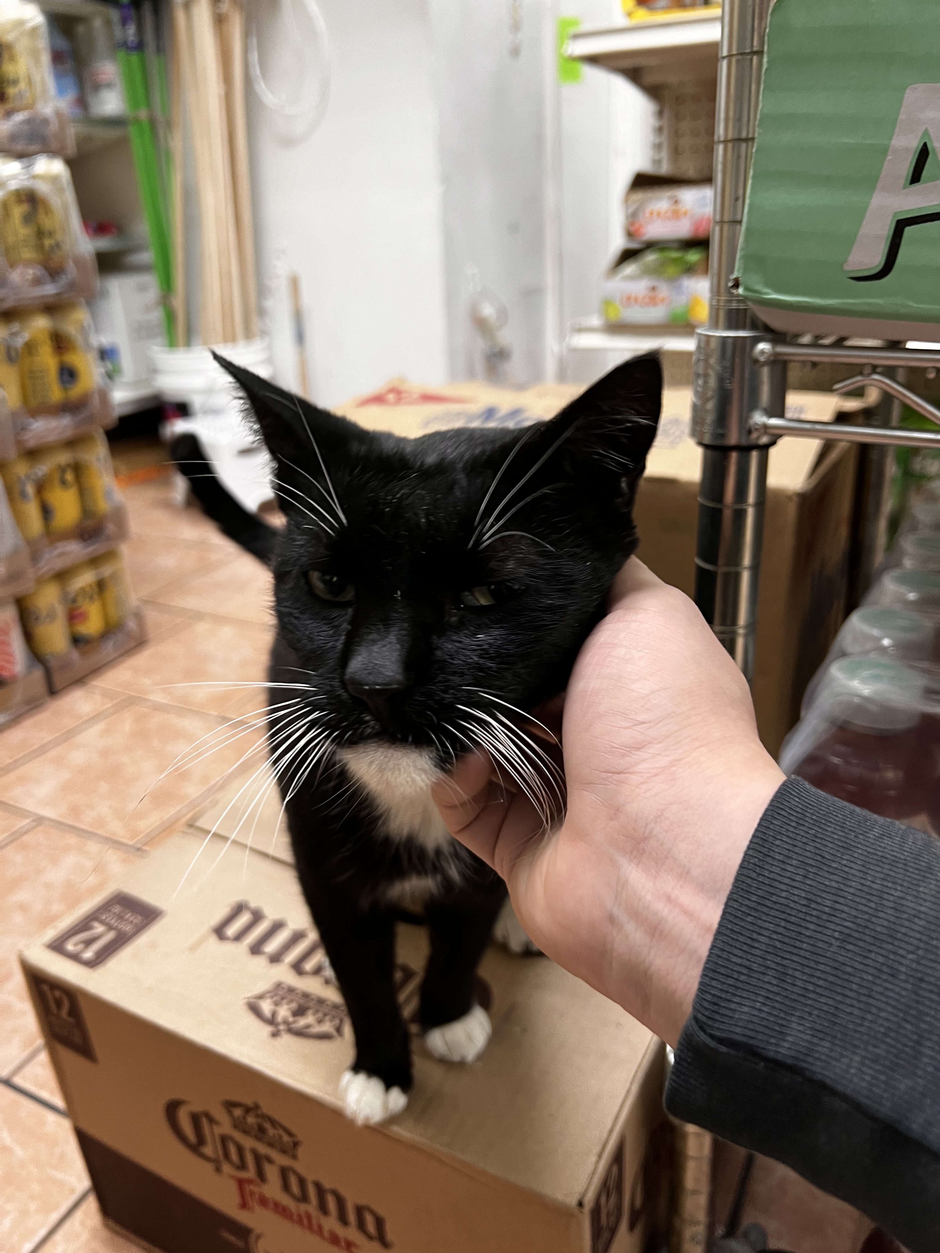 Luna at the store