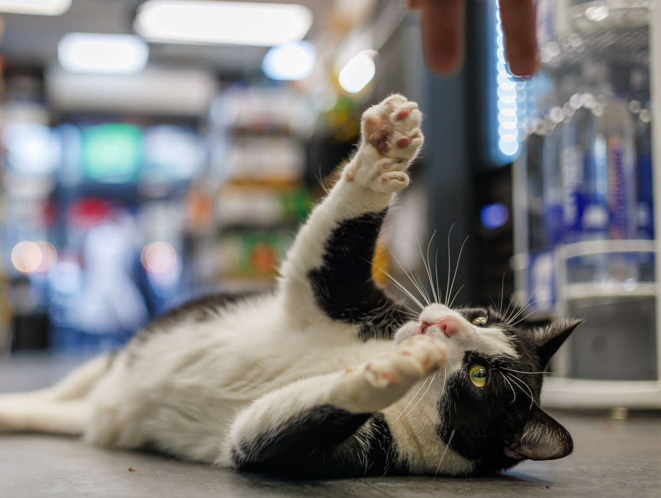 Oreo the polydactyl bodega cat rolling on his back showing his extra toes