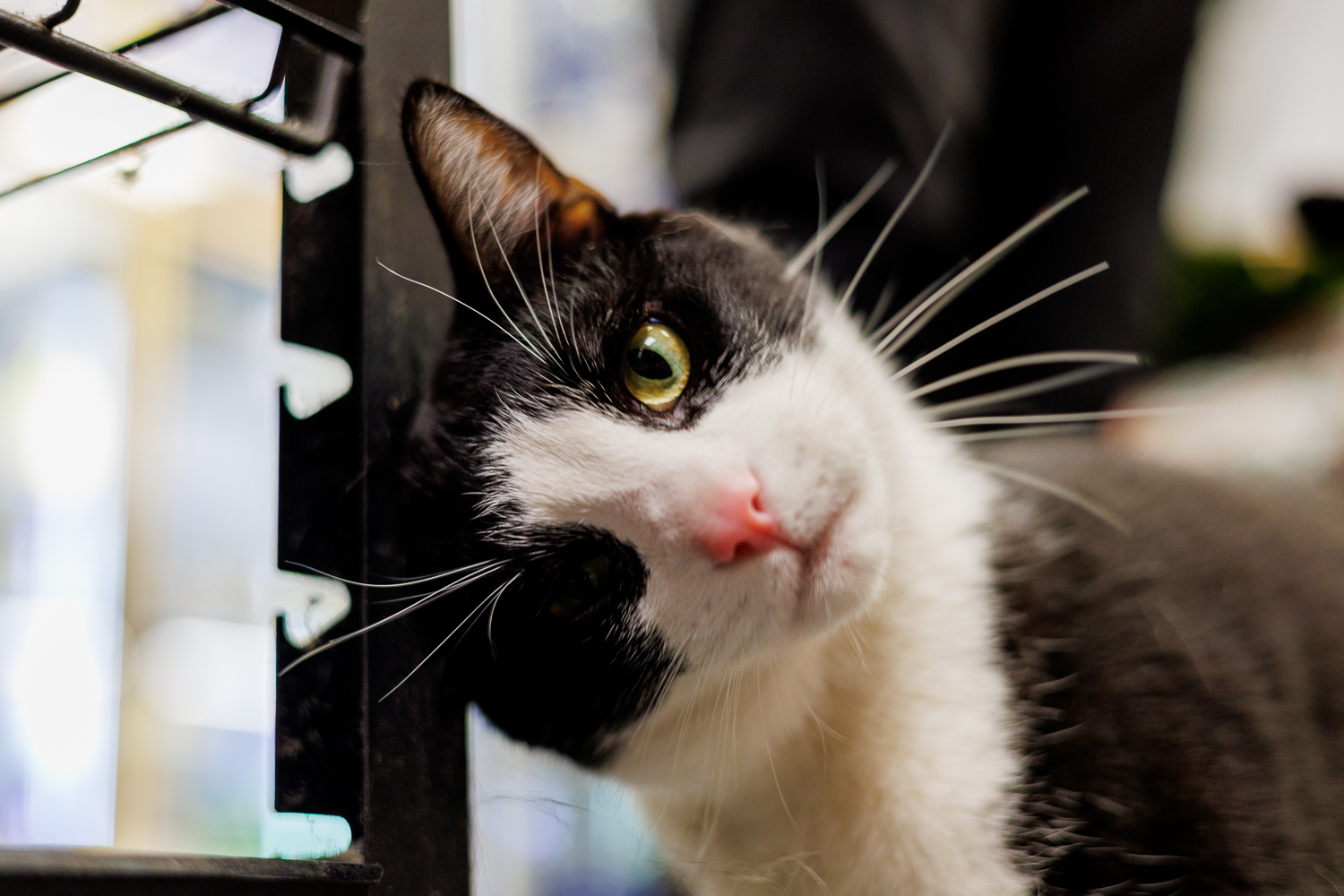 Oreo the bodega cat close-up portrait showing his green eyes