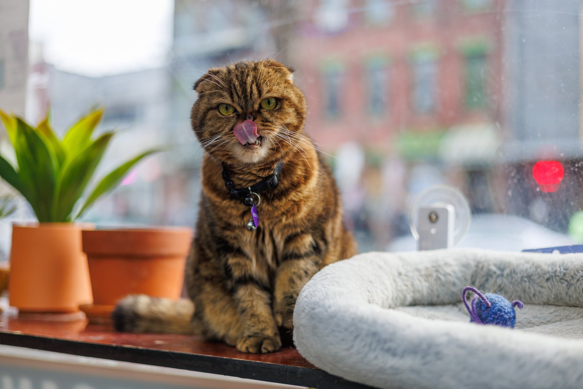 A photograph from Bodega Cats of New York