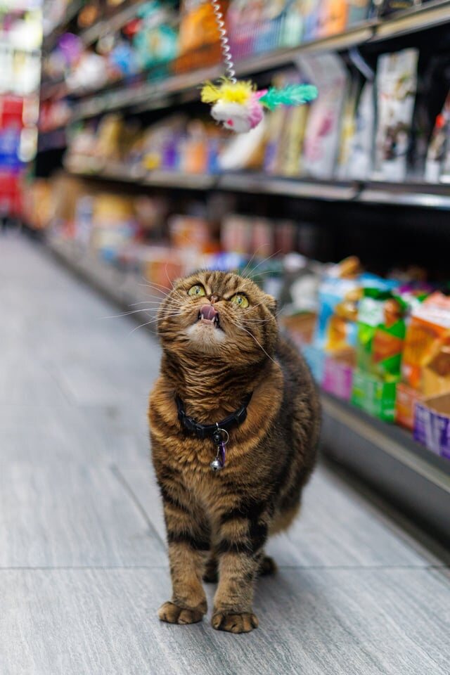 Tiger looking up from the aisle inside the bodega