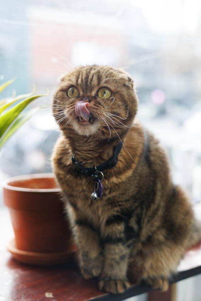 Tiger licking his nose on the bodega window ledge