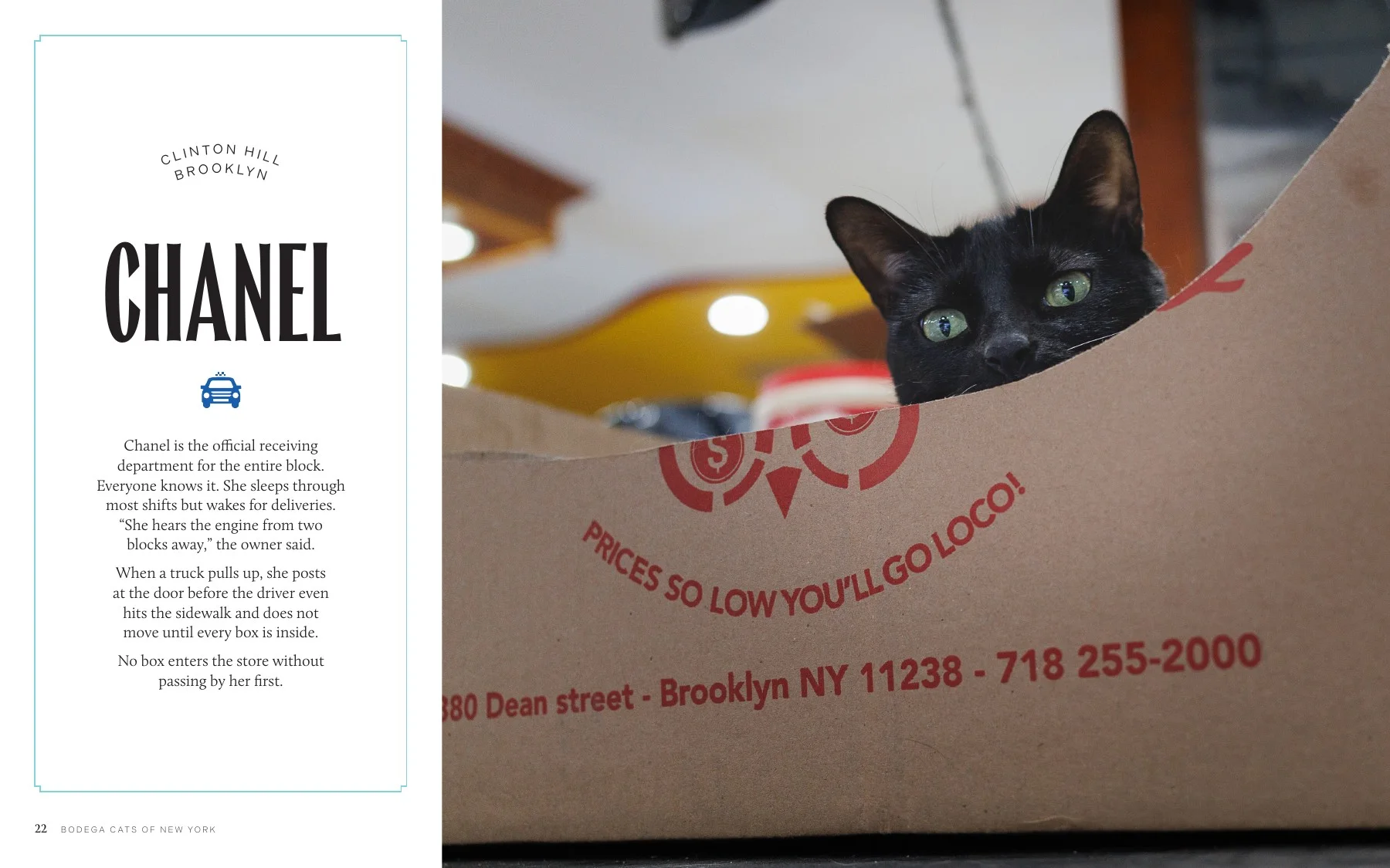 Interior spread from Bodega Cats of New York featuring Chanel in Clinton Hill, Brooklyn. Photography by Gulce Kilkis.