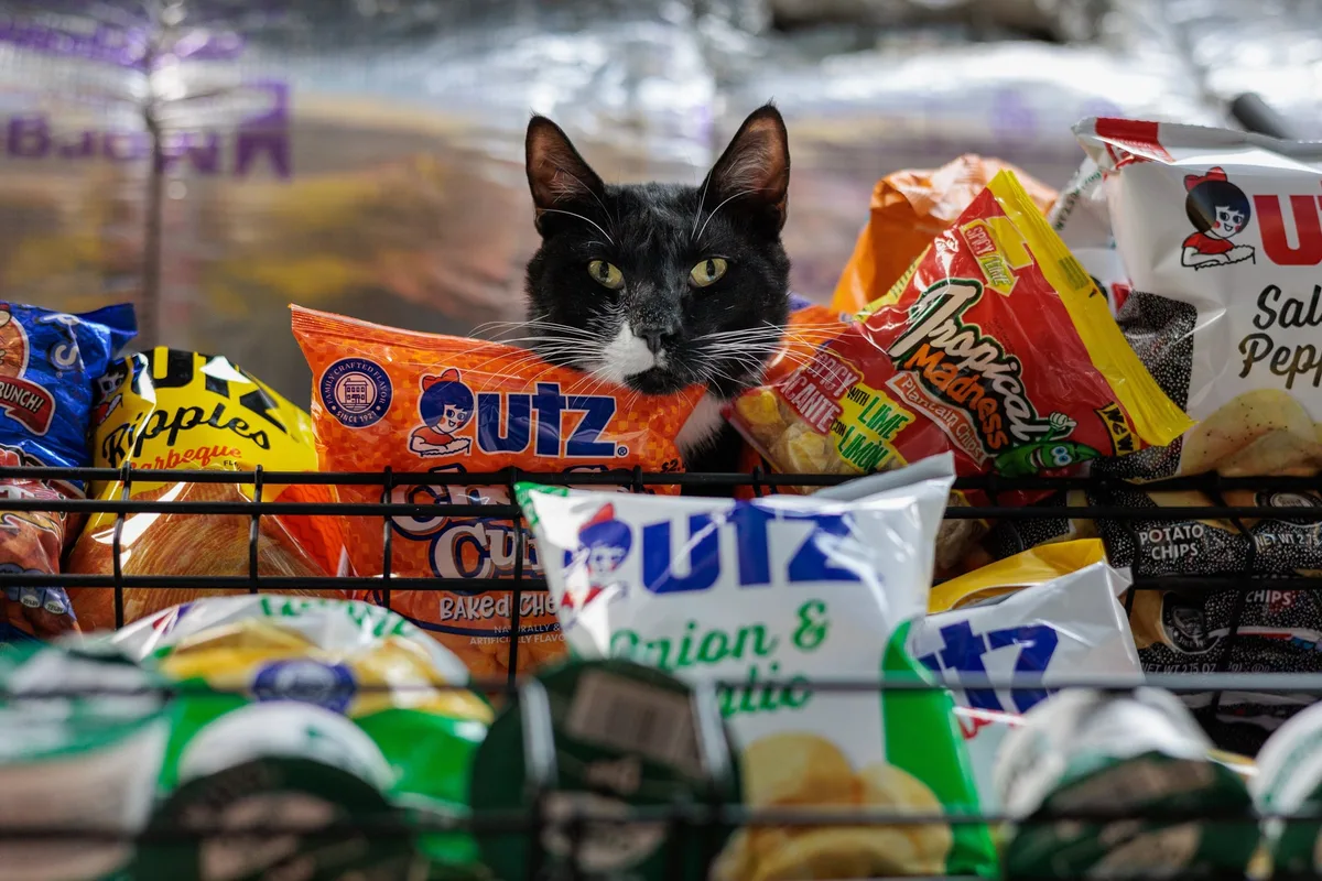 Bodega cat photographed inside a New York City store