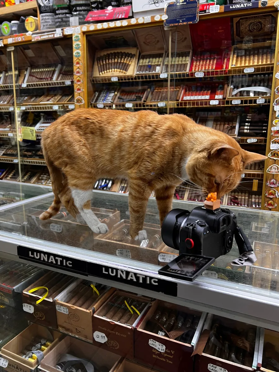 A bodega cat and its store shown as part of the book archive