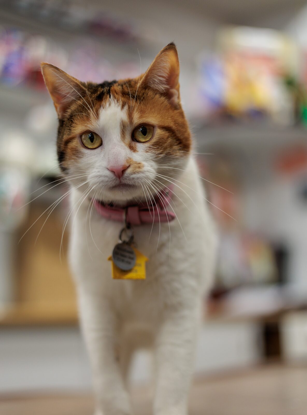Cover image for New York Is Finally Talking About Bodega Cats the Right Way