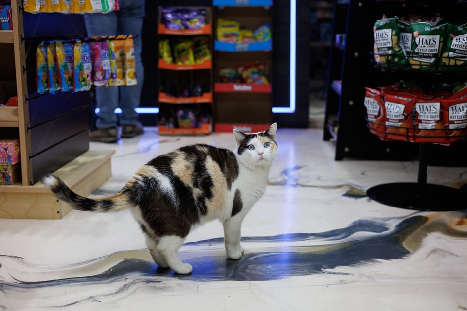 Layla sitting upright inside the bodega