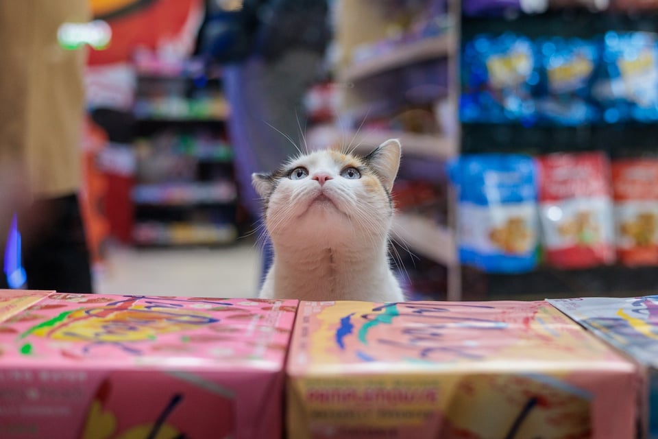 Layla looking up with pale eyes inside the store