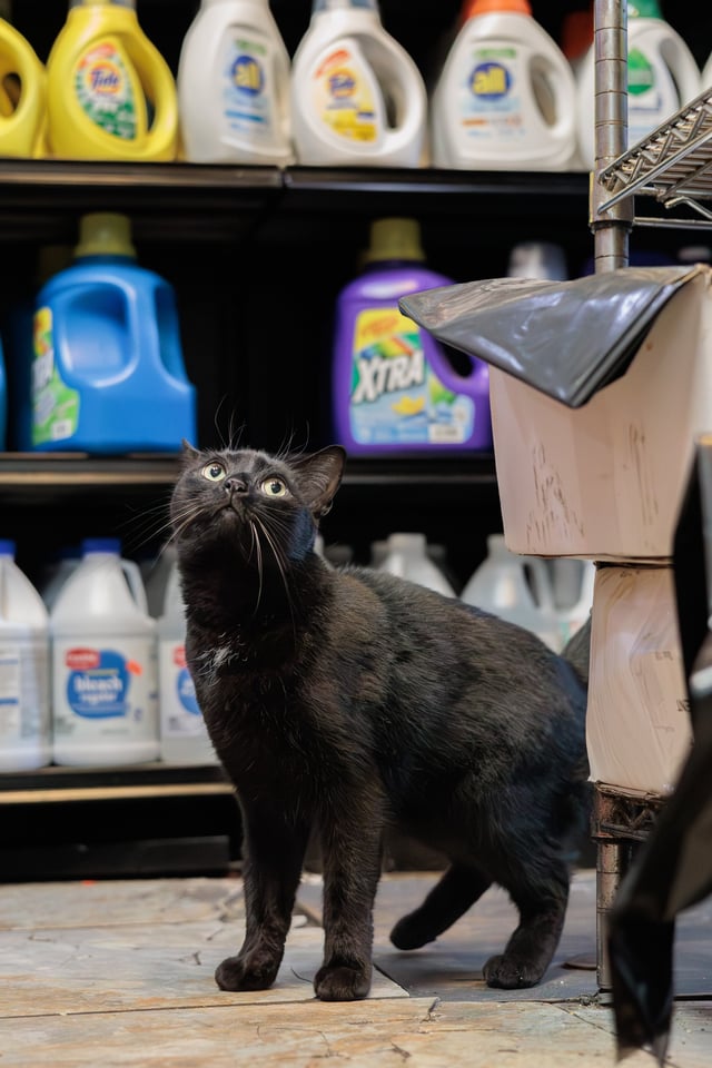Lucky sitting beside the register in his Williamsburg bodega