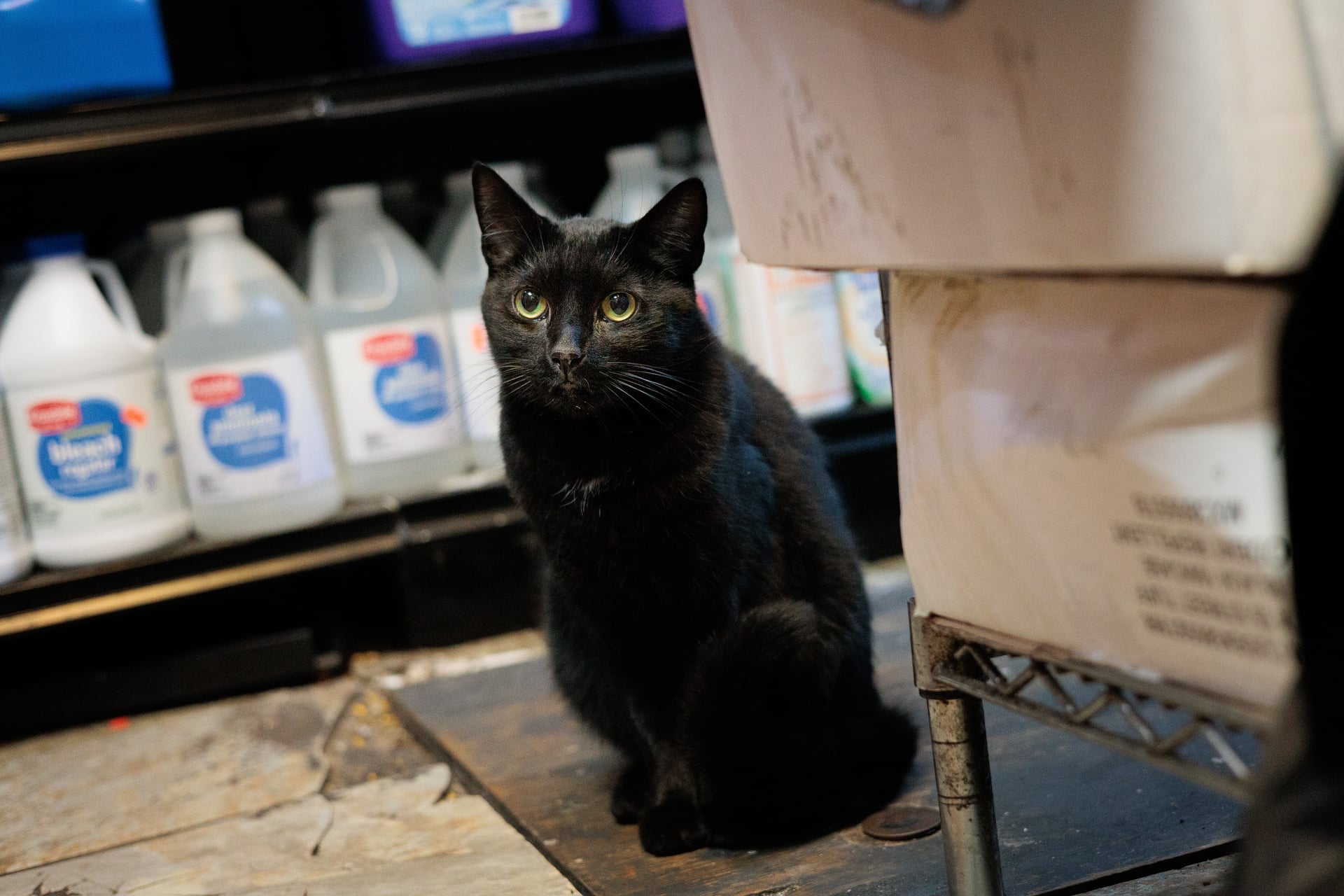 Lucky: The New Guy