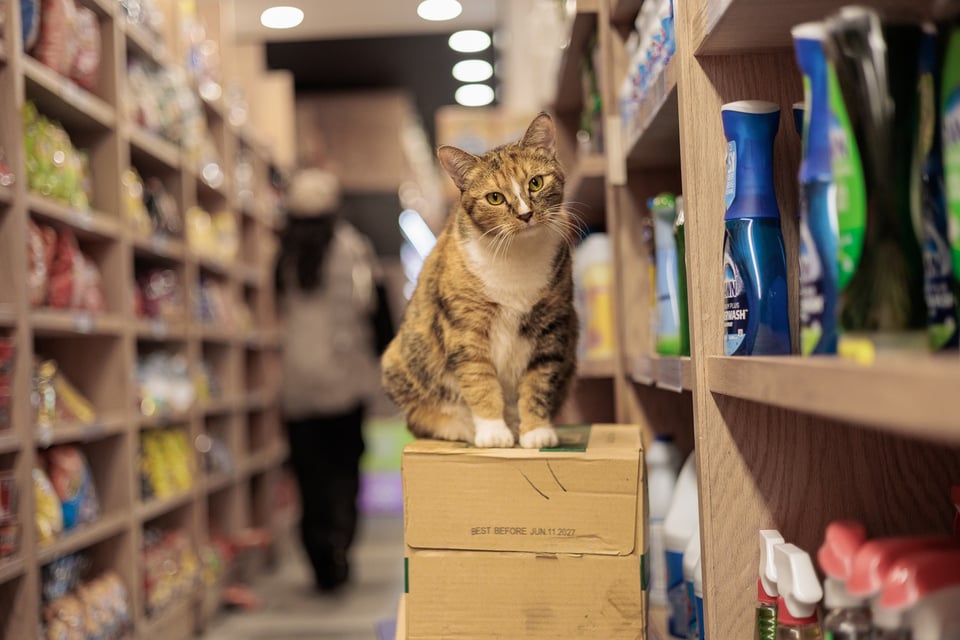 Mishu: Two Precise Swipes