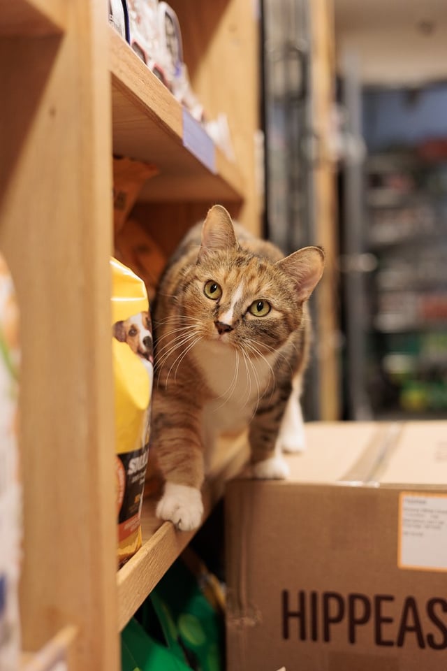 Mishu watching the front of the bodega