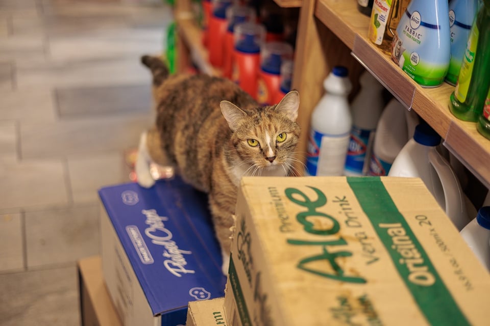 Mishu settled low in the store after making her rules clear