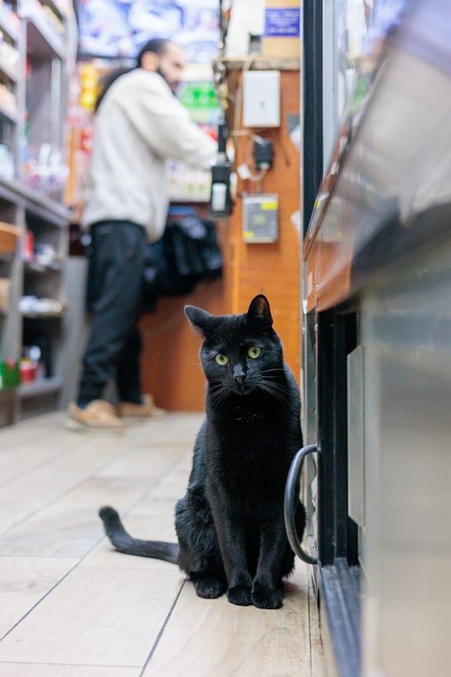 Midnight: He Follows the Owner Home