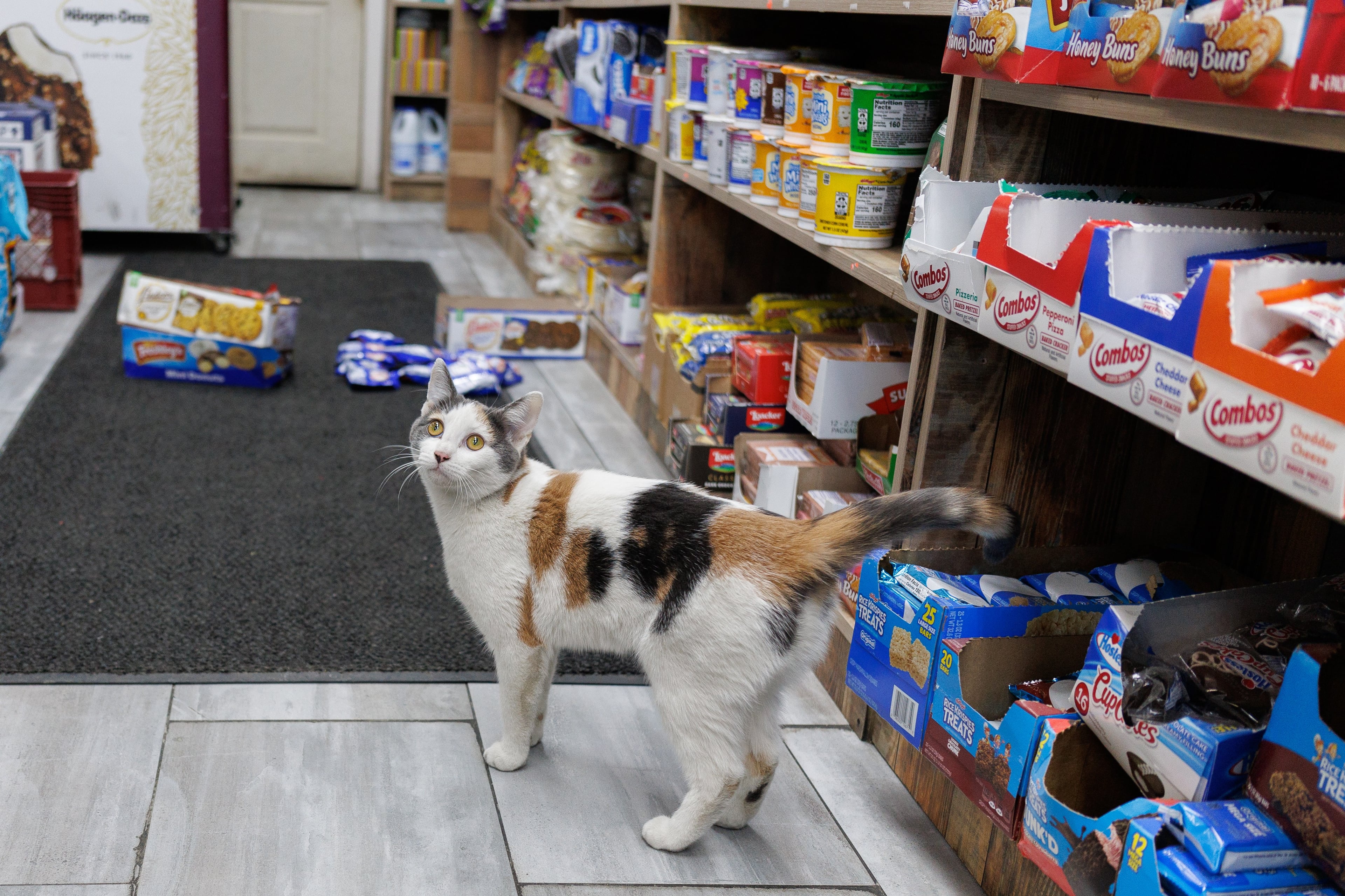 How Bodega Cat Care Varies Across New York