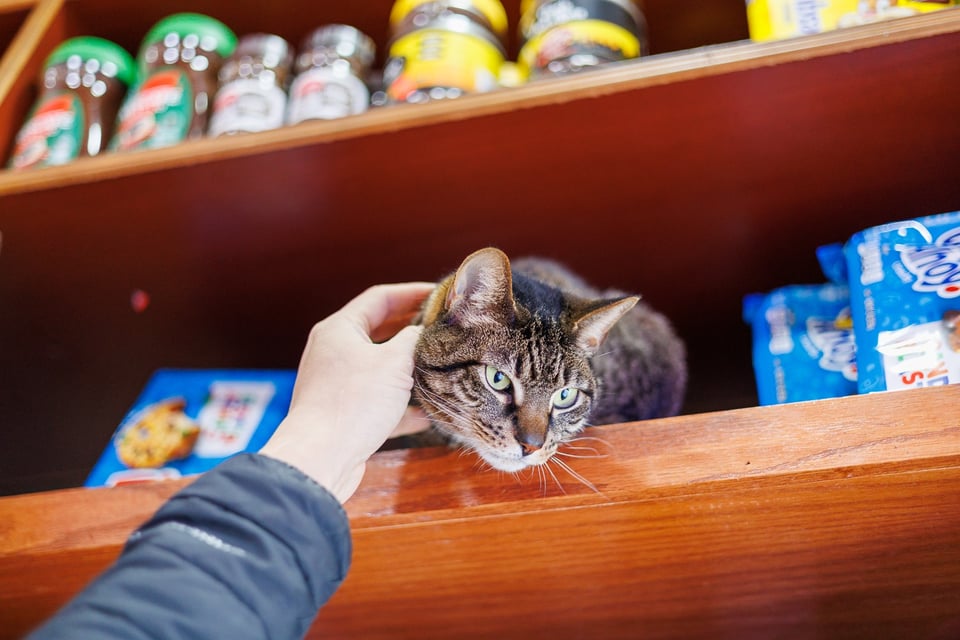 Paulie at the bodega