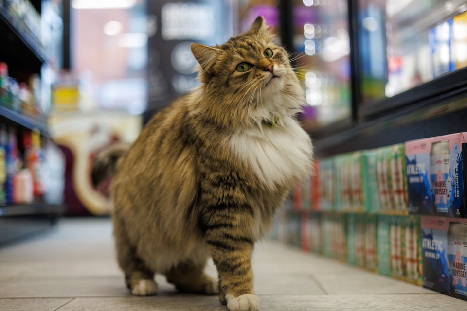 Pumpkin sitting in the bodega aisle beneath the candy shelves
