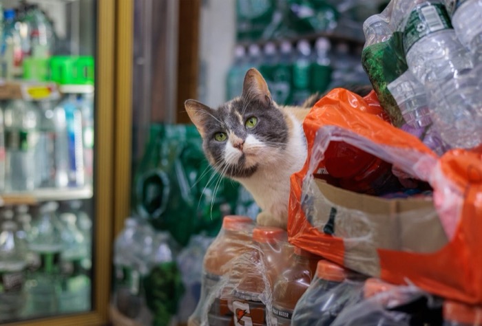 Francesca and Stella: Two Brooklyn Store Notes