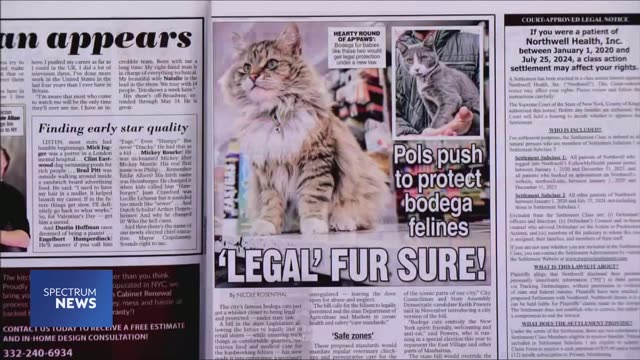 NY1 broadcast: New York's bodega cats